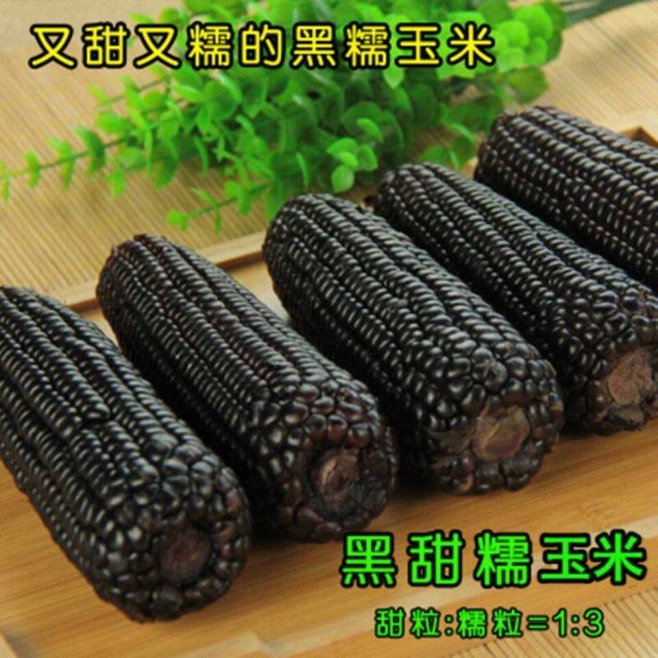 黑糯6号皮薄糯甜 鲜食粘黑糯玉米种子夏季甜加糯 早熟杂交粘玉米