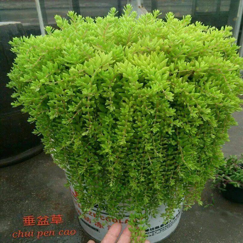 材垂盆草种子垂盆草花苗食用吊篮花卉林木种子/种苗/