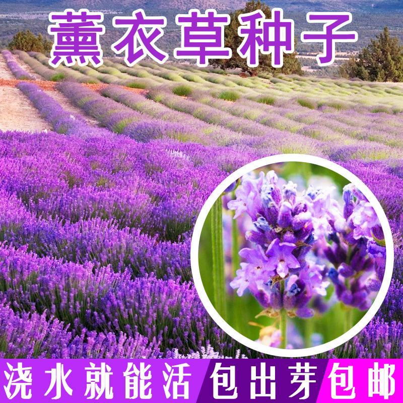 薰衣草种子狭叶薰衣草花苗花卉多年生易种绿植公园熏衣草盆栽植物