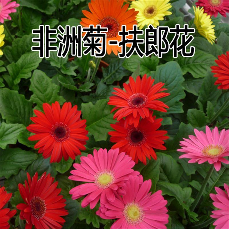 非洲菊种子 四季室内阳台 盆栽花卉 花草植物种子 扶郎花种子