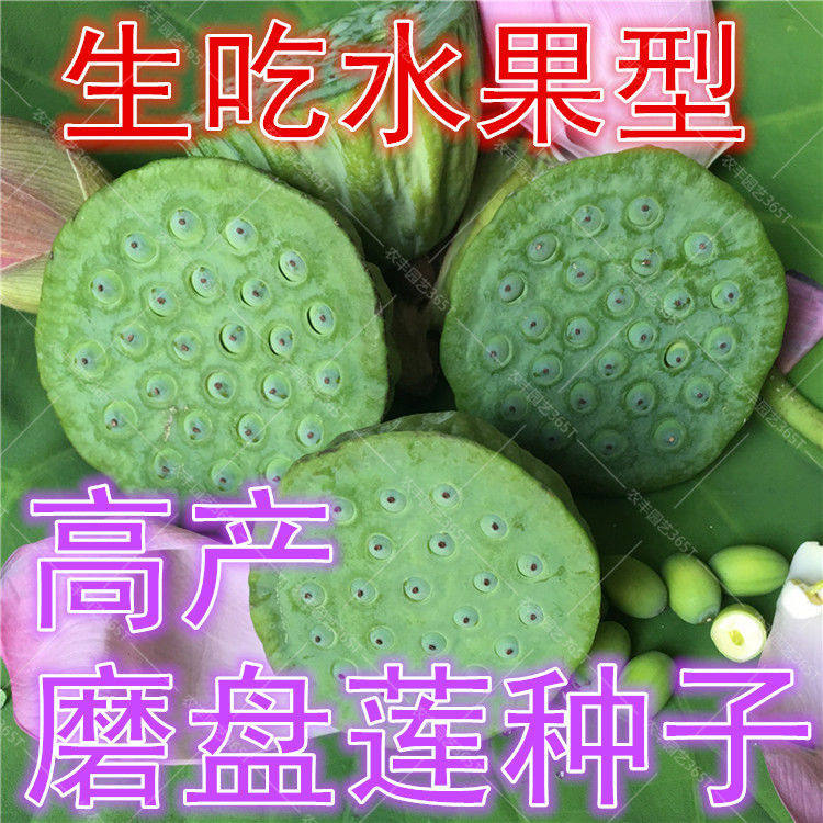 大型荷花水果味磨盘莲莲子种子高产莲子大莲蓬蔬菜种子产藕莲花种