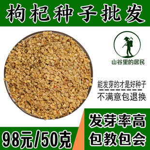 红枸杞树苗 南方北方种植阳台庭院盆栽地栽盆景 黑枸杞苗当年结果