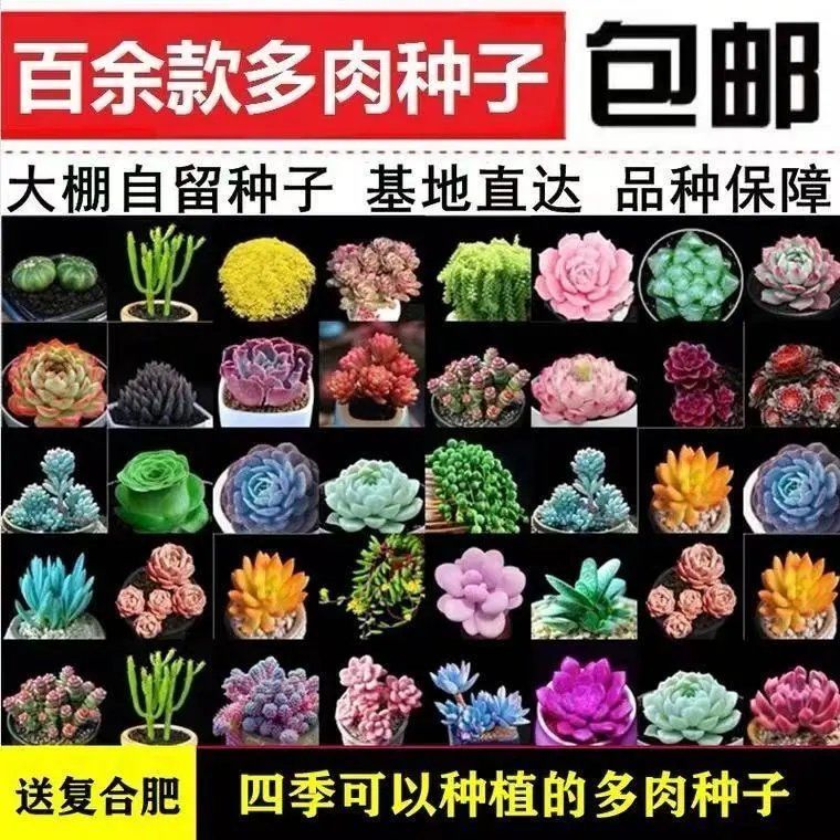 四季播种多肉种子稀有多肉种籽阳花卉林木种子/种苗/