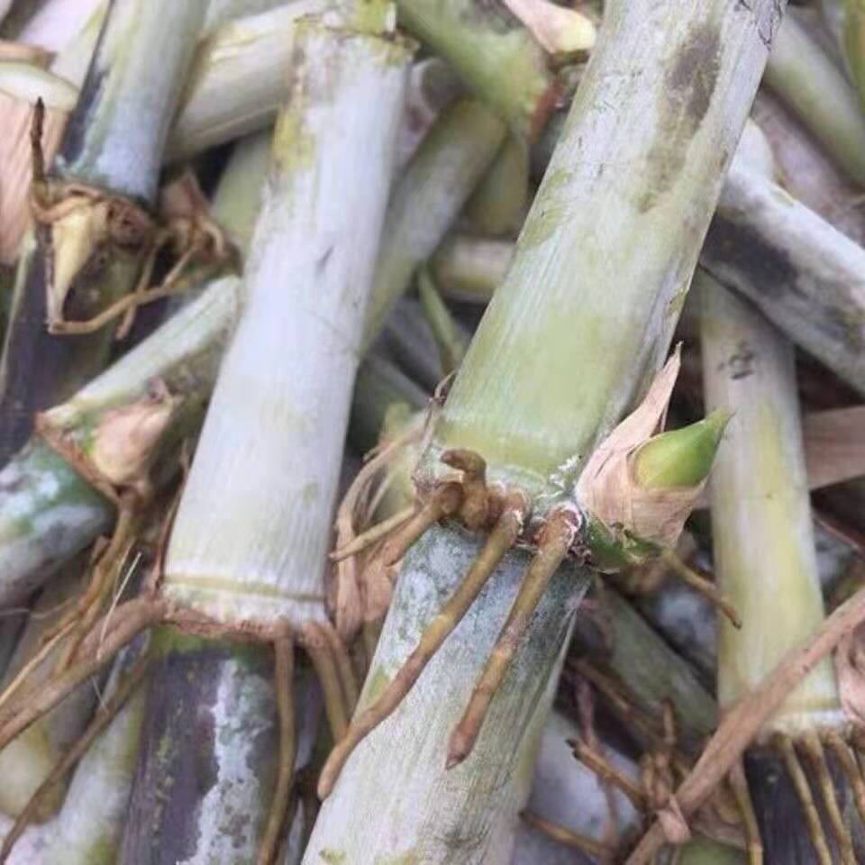 皇竹草种节,甜象草种节巨菌草种节南北方多年生,四季高产牧草