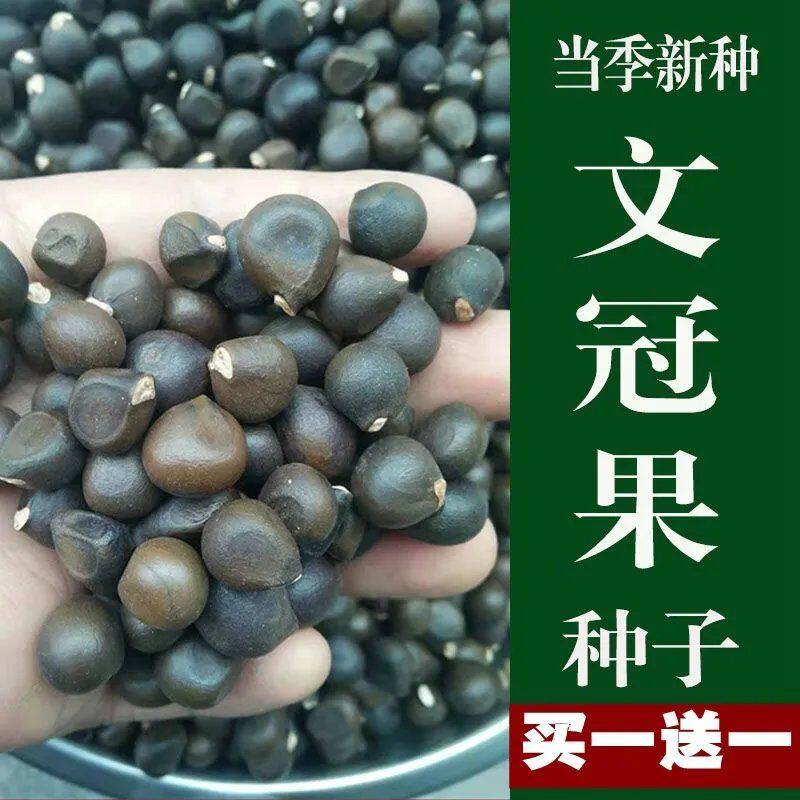 文冠果种子 文冠果籽 精选新采文冠树种子 食用野生 地栽观花育苗