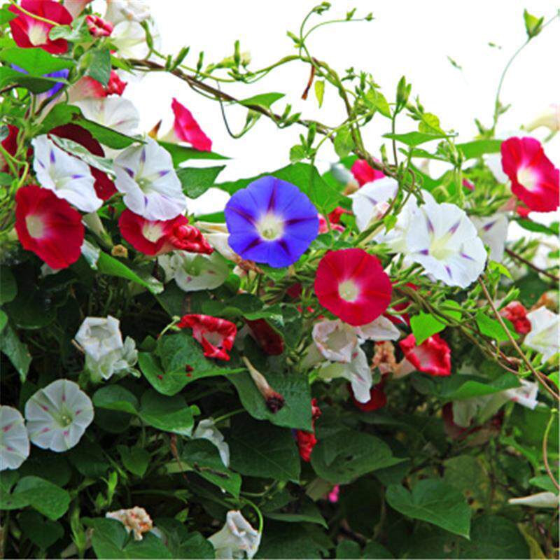 牵牛花种子园林景观工程绿化花卉花籽包邮庭院阳台野花组合