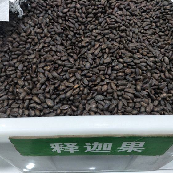 番荔枝种子 释迦果种子 樟林林檎 嫁接凤梨释迦的粘木种子