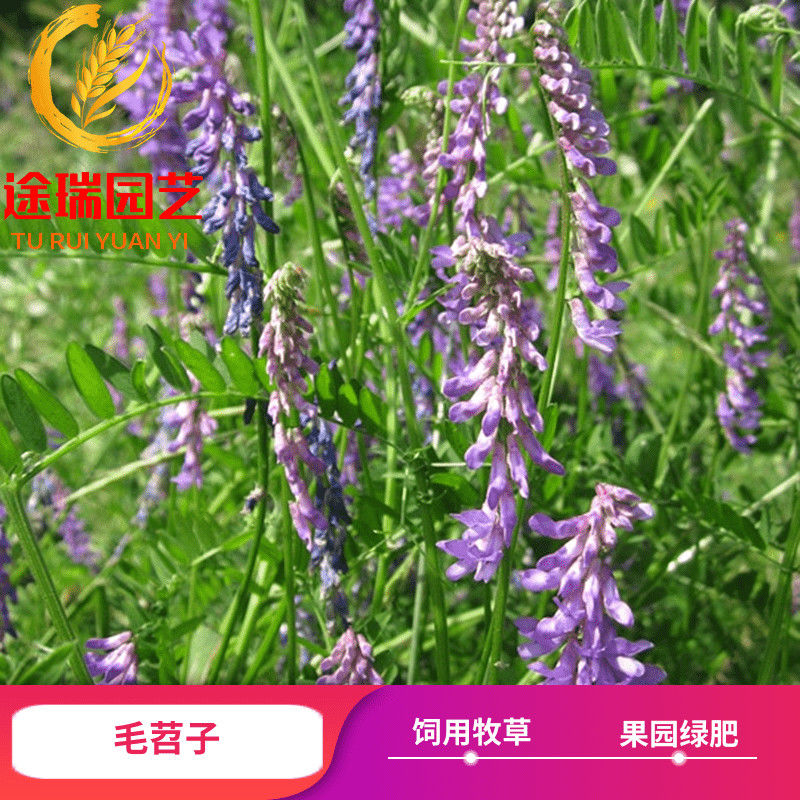 毛苕子种子蓝花草冬巢菜长柔毛野豌豆毛苕种籽果园绿肥牧草蜜源花