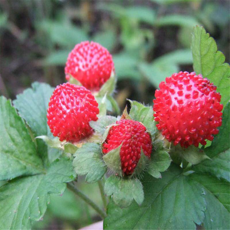 盆栽草莓种子四季播种水果种子奶油草莓籽蛇莓种子草莓苗全国包邮