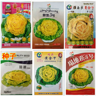 黄心菜种子黄心乌塌菜种子菊花心种籽黄心乌白菜种子盆栽蔬菜种籽