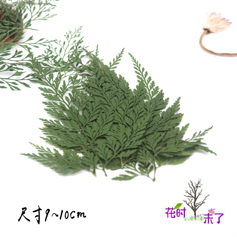 天然乌蕨 幼儿园手工贴画拼画教学标本学生diy押花画脸部装饰植物图片