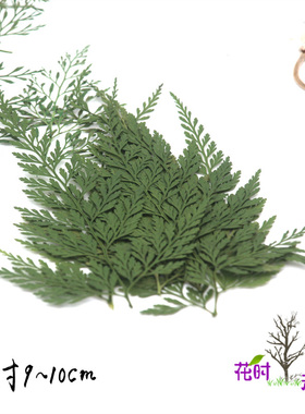diy乌蕨幼儿园教学脸部植物贴画
