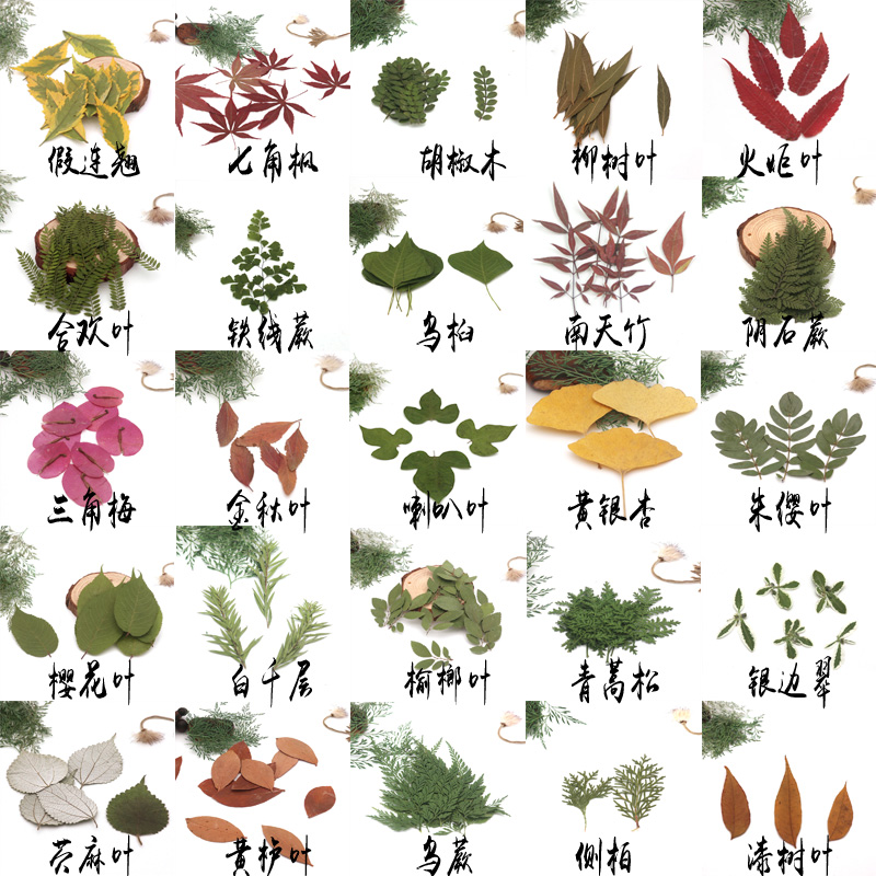 各种天然叶子集 教学标本 幼儿园diy干树叶 植物贴画拼画树叶相框