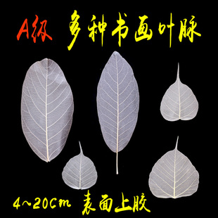 书画用天然树叶叶脉 书画专用菩提叶片 书法画画佛像唐卡宣纸叶脉