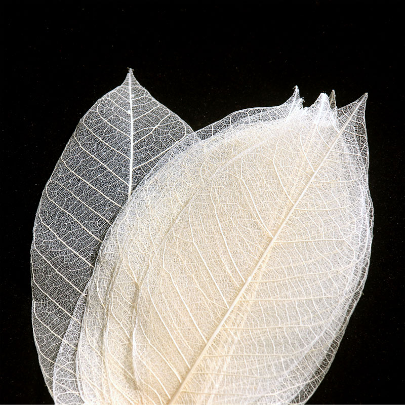 天然橡胶树的叶脉工艺挂画相框叶脉 拍照叶脉道具 标本书签押画花