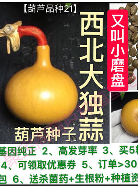 西北大独蒜磨盘葫芦种子手捻文玩