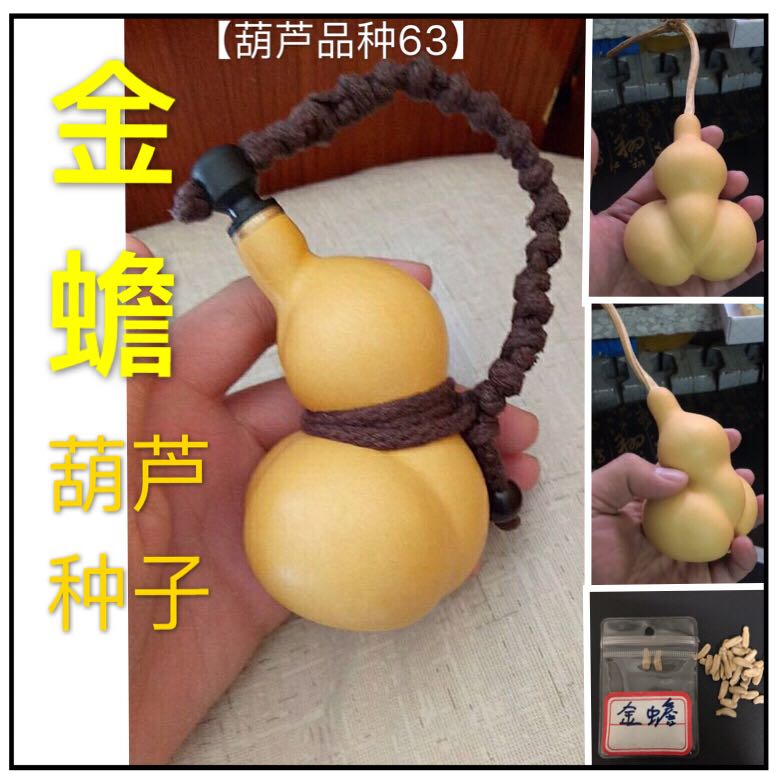 本店葫芦种子齐全勒扎可以手捻也可以做酒葫芦等金蟾葫芦种子籽