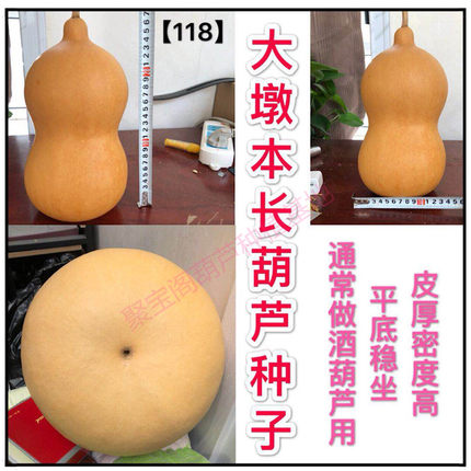 大墩本长葫芦种四季爬藤盆栽植物特小八宝亚腰巨型大葫芦疙瘩子籽