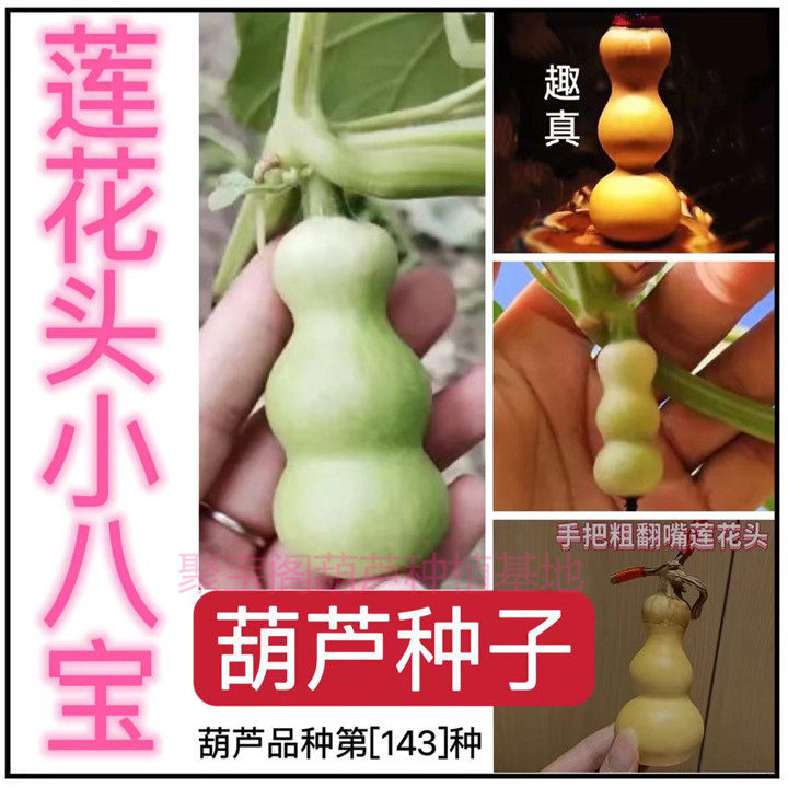莲花头小八宝葫芦种特小天坛小八宝三挺阳台盆栽手捻奶嘴葫芦子籽