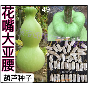 花嘴大亚腰葫芦种特超大莲花头三挺八宝亚腰特小文玩盆栽庭院子籽