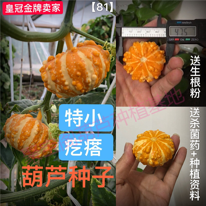 特小疙瘩葫芦种子盆栽