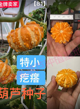 特小疙瘩葫芦种子盆栽文玩盆栽大