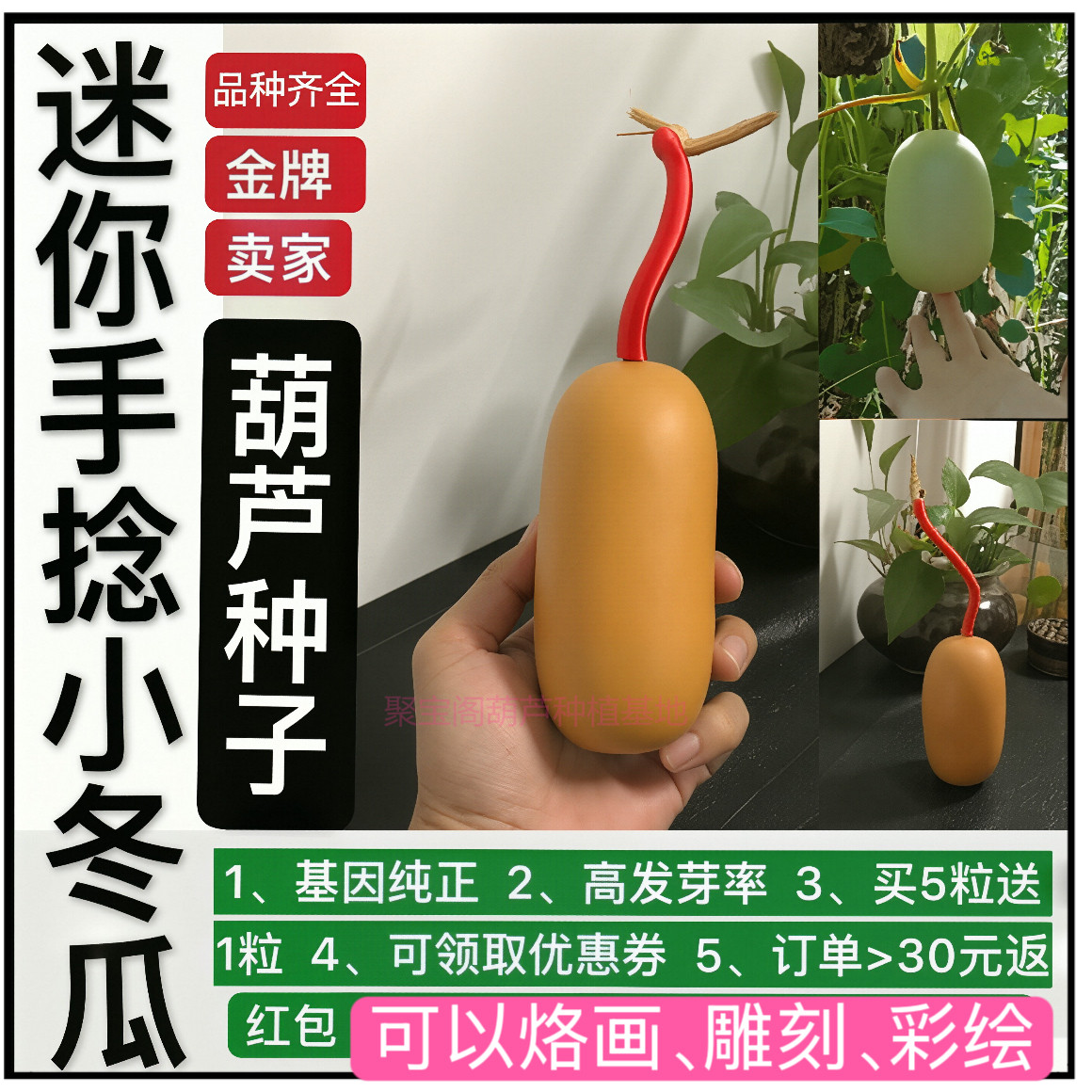 迷你手捻文玩小冬瓜葫芦种 亚腰八宝油锤特大葫芦种籽阳台花子籽