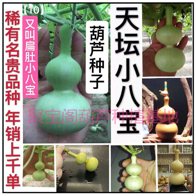 天坛小八宝葫芦种又叫扁肚小八宝手捻文玩特大巨型三挺天津嘴子籽