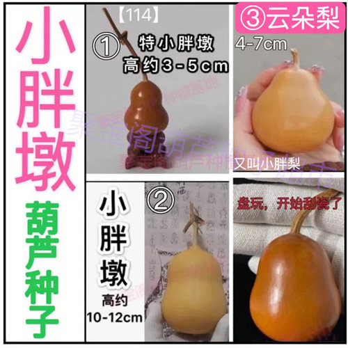 特小胖墩葫芦种云朵梨天津嘴文玩小手捻阳台盆栽超大八宝亚腰子籽