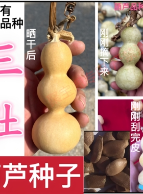 三肚葫芦种子籽奶嘴小八宝