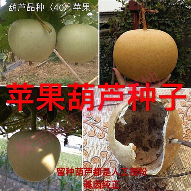 苹果葫芦种烙画柿子文玩手捻酒巨型特大亚腰小八宝鹤首油锤瓢子籽