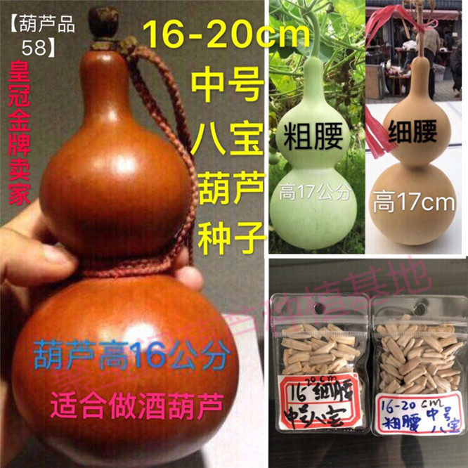中号八宝葫芦种可做酒葫芦巨型特大超大亚腰特小文玩八宝盆栽子籽