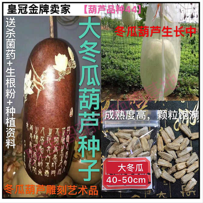 大冬瓜葫芦种高40-50cm可烙画雕刻彩绘等工艺品超特小八宝瓢子籽