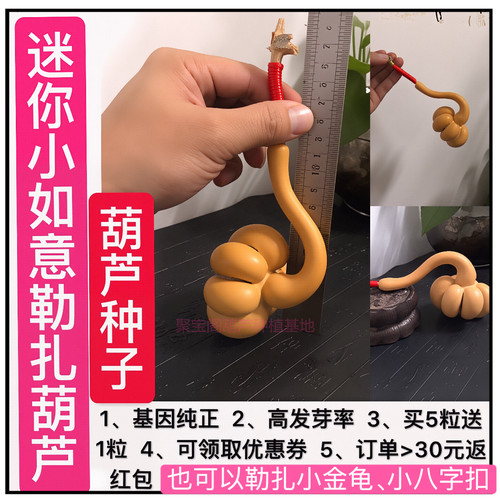 如意葫芦种子籽打结天鹅大瓢