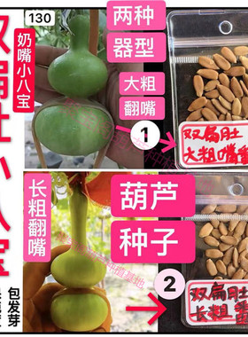 双扁肚小八宝葫芦种子手捻天坛