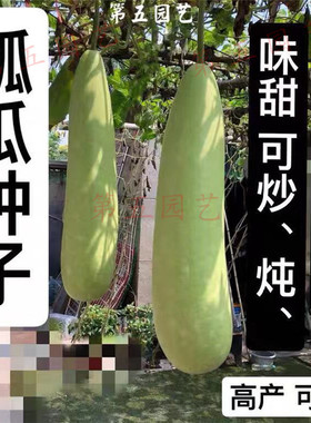 瓠子种子籽瓠瓜种子蔬菜文玩葫芦