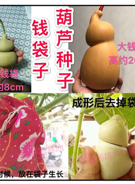 钱袋子手捻押花勒扎盆栽葫芦