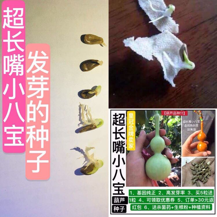 葫芦苗盆栽三挺天津嘴2送5买1送3买种子籽超长嘴小八宝发了芽