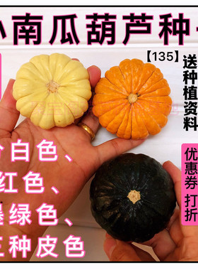 小南瓜葫芦种子特小文玩葫芦籽