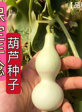大小八宝盆栽保定手捻葫芦种子籽