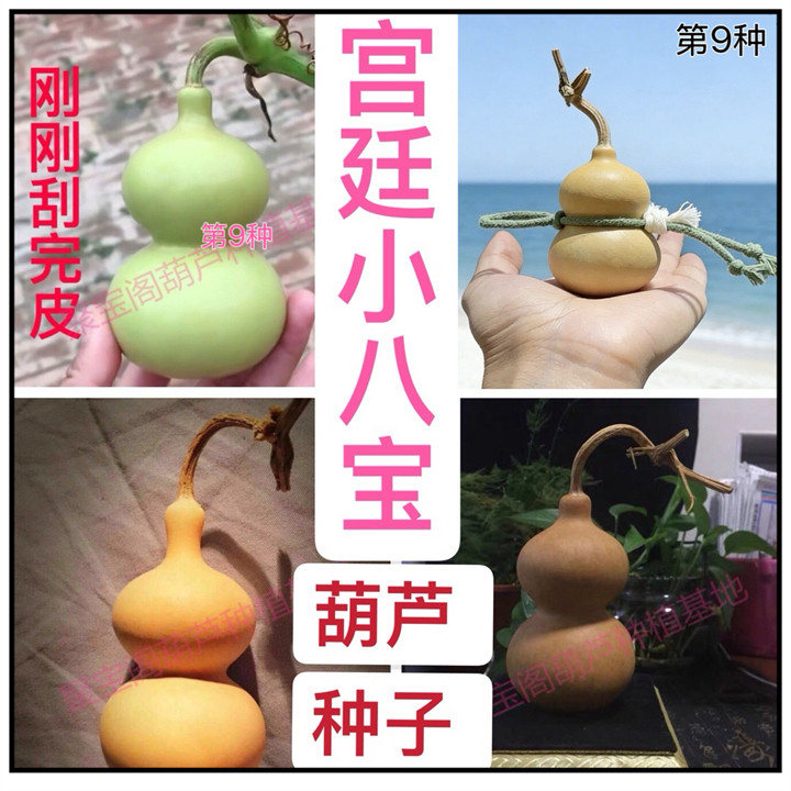 宫廷小八宝葫芦种手捻高4-8cm可盆栽天津嘴特大号莲花头三挺子籽