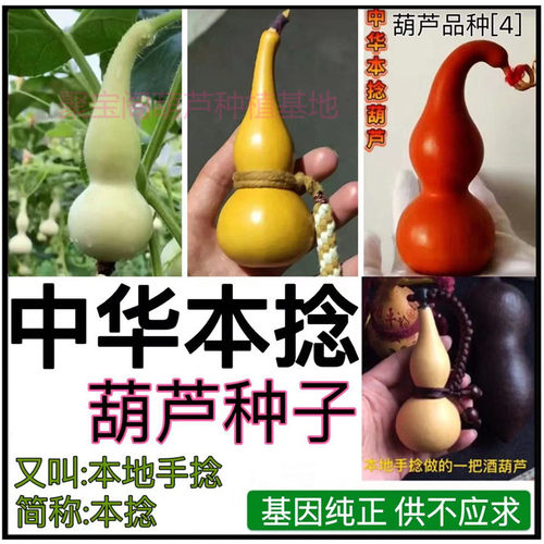 中华本捻葫芦种子籽本地手捻本捻