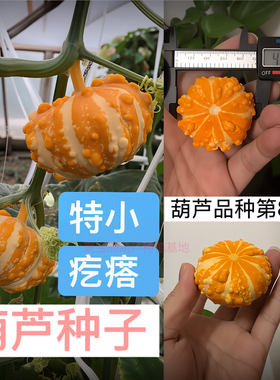 特小疙瘩葫芦种子盆栽文玩盆栽大