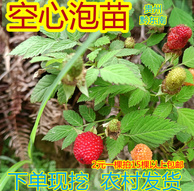 贵州野空心泡苗下单现挖山货趣味植物