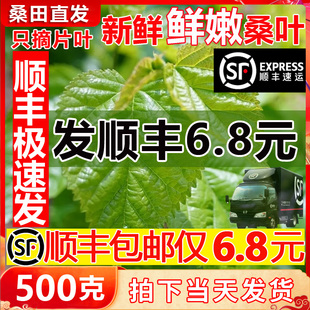 【顺丰当天发】蚕宝宝桑叶新鲜现摘喂蚕桑树叶蚕卵学生养蚕套装