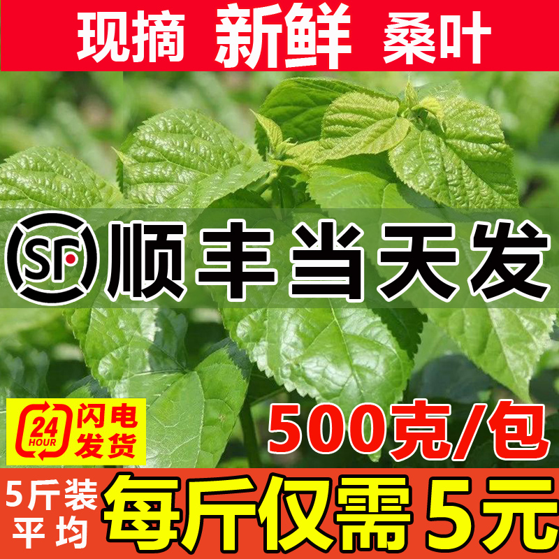 【顺丰当天发】新鲜桑叶蚕宝宝饲料学生养蚕套装鲜嫩喂小蚕桑树叶