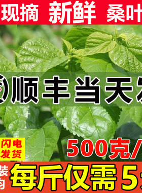 【顺丰当天发】新鲜桑叶蚕宝宝饲料学生养蚕套装鲜嫩喂小蚕桑树叶