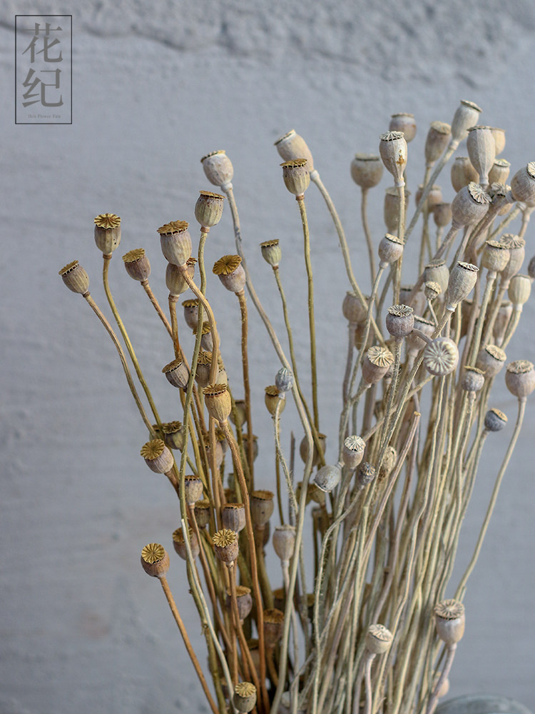花纪永生花diy日本大地农园进口车轮果干果虞美人雪莉果