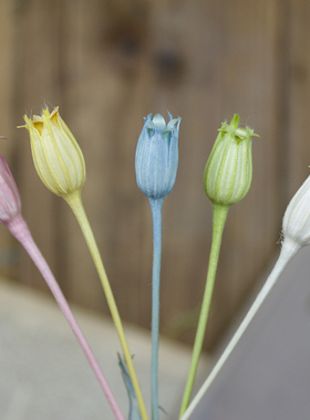 花纪永生花diy50510大地永生配花可爱の白色粉色蓝色风铃果