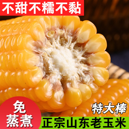 正宗山东老玉米笨玉米老式笨玉米传统老玉米不甜不糯有嚼劲即食